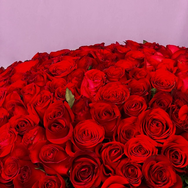 Ramo de 500 Rosas