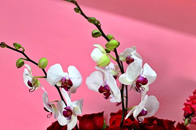 Esfera Floral con 200 Rosas, Orquídeas y Lisianthus