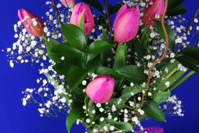 Jarrón con 10 Tulipanes, Curly y Gypsophilia