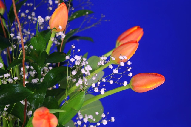 10 Tulipanes en Jarrón con baby y dólar híbrido.