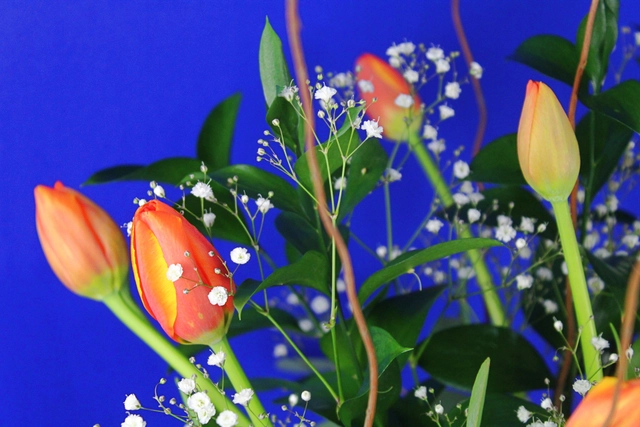 10 Tulipanes en Jarrón con baby y dólar híbrido.