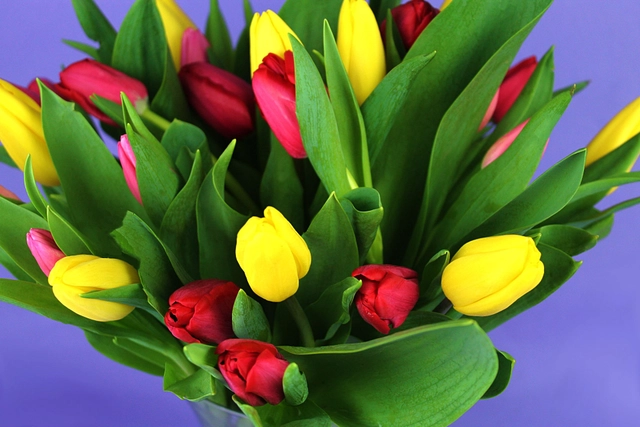 30 Tulipanes Combinados en Jarrón