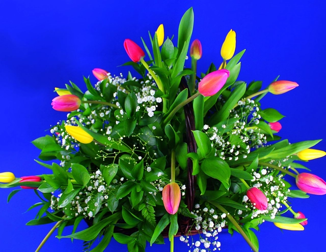 Canasta con 30 Tulipanes Multicolores y Gypsophilia
