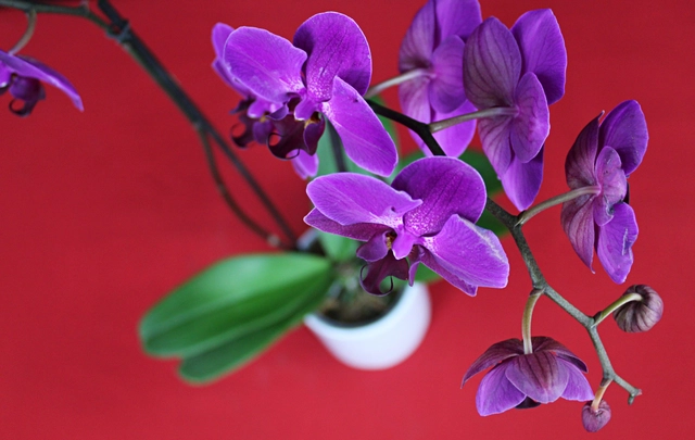 Orquídea Morada