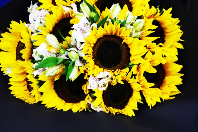Ramo de 10 Girasoles con alstromeria
