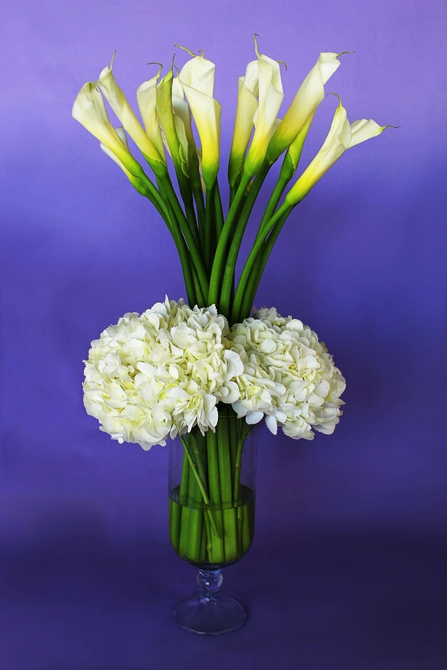 Paraíso de Alcatraz